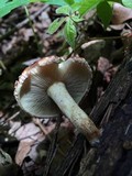 Pholiota polychroa image