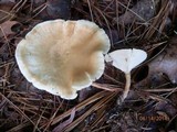 Clitocybe squamulosa image