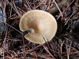 Clitocybe squamulosa image