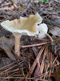Clitocybe squamulosa image
