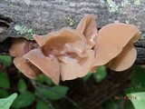 Auricularia angiospermarum image