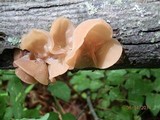 Auricularia angiospermarum image