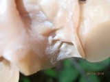 Auricularia angiospermarum image