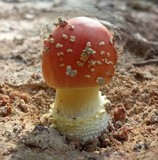 Amanita parcivolvata image