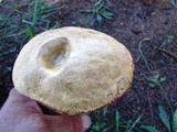 Boletus atkinsonii image