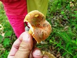 Lactarius hygrophoroides image