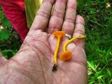 Cantharellus minor image