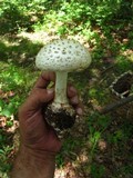 Amanita subcokeri image