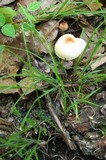 Lepiota cristata image