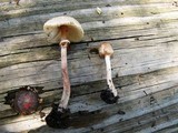 Lepiota cristata image