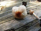 Lepiota cristata image