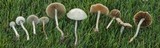 Agrocybe dura image