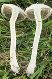 Agrocybe dura image