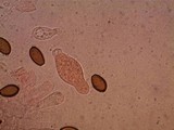 Agrocybe dura image