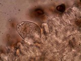 Agrocybe dura image