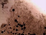 Agrocybe dura image