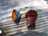 Boletus subluridus image