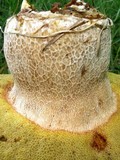 Boletus variipes image