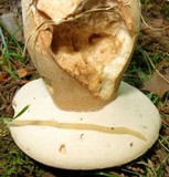 Boletus variipes image