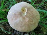 Boletus variipes image