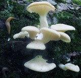 Pleurotus pulmonarius image