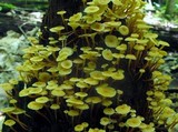 Xeromphalina kauffmanii image
