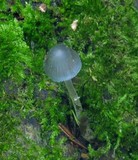 Mycena subcaerulea image
