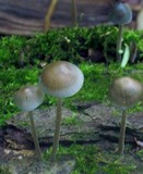 Mycena subcaerulea image