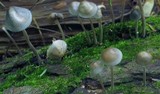 Mycena subcaerulea image