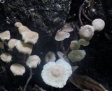Marasmiellus praeacutus image