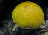 Gymnopilus luteus image