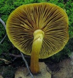 Gymnopilus luteus image