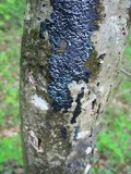 Exidia nigricans image