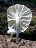 Tetrapyrgos nigripes image