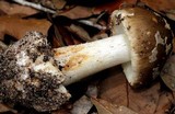 Amanita brunnescens image