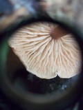 Gymnopus semihirtipes image