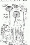 Rhodocybe aureicystidiata image