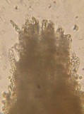 Mycoacia uda image