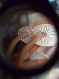 Gymnopus semihirtipes image