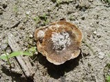 Abortiporus biennis image