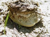 Abortiporus biennis image