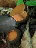 Galiella rufa image