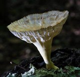 Cymatoderma caperatum image