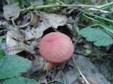 Xerocomus persicolor image