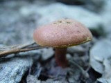 Xerocomus persicolor image