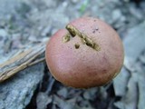 Xerocomus persicolor image