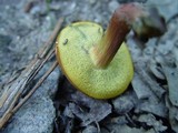 Xerocomus persicolor image