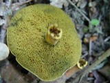 Xerocomus persicolor image