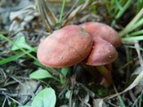 Xerocomus persicolor image