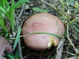 Xerocomus persicolor image